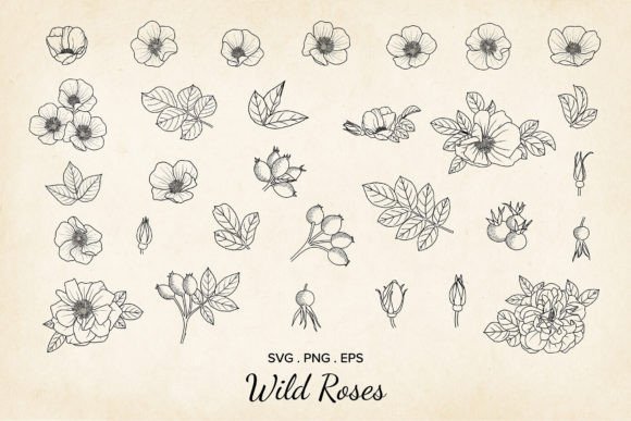 Mastering the 30 Wild Rose Flowers Vector, SVG, EPS Collection for Professional Design
